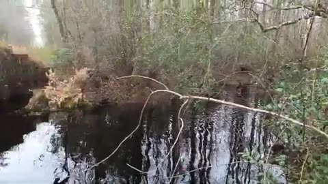 Public Land Beaver trapping The "Live" site