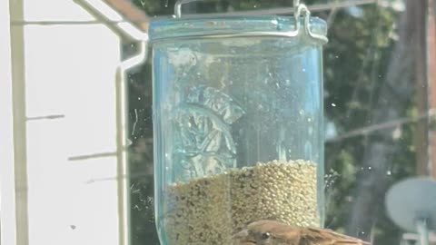 Window Bird Feeder Watch