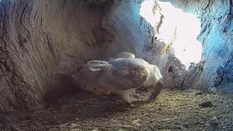 Barn Owl Dad Learns on the Job _ Gylfie & Dryer _ Robert E Fuller