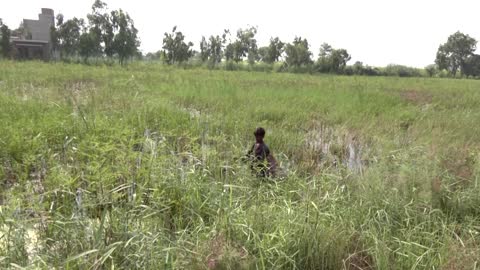 Livestock face starvation after Pakistan's floods