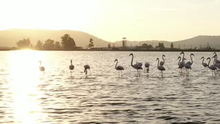 Pink Flamingos Walk Through Lake in Turkey