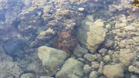 Octopus in Tidepool Goes Full Parachute