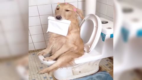 puppy on toilet