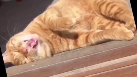 Funny Crazy Cats Best Viral Clips😹__ #funny Cute Cats #shorts Video😂__ #trending #animals #reels