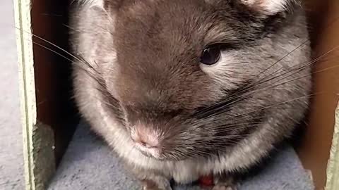 Dziwny dźwięk szynszyli_Weird chinchilla sound 5 Finał🐭👍😮 #chinchilla #chinchillas