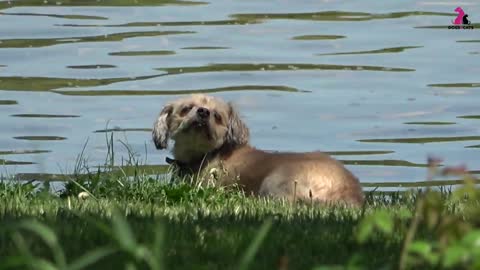 10 sounds Dogs love to hear most