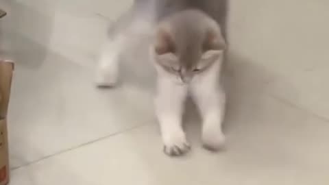 Funniest Video for cat