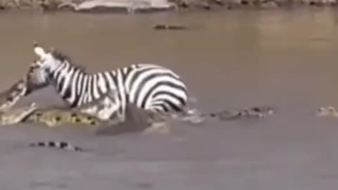 Zebra walks into crocodile pool