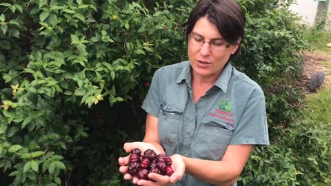 Brazilian Cherry - Black Beauty - Black Brazilian Cherry in Exclusion Orchard