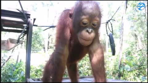 How Palm Oil Russia & Ukraine are devastating Orangutans