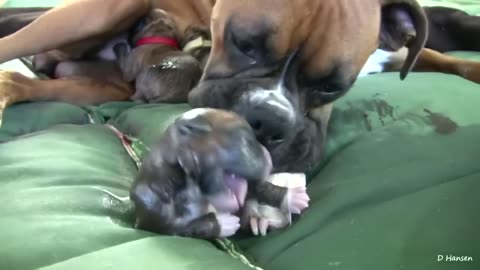 Amazing Puppy Birth