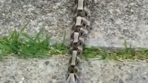 does anyone know what snake this is?