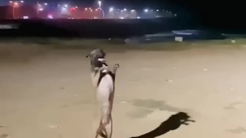 🐕 dog dance funny