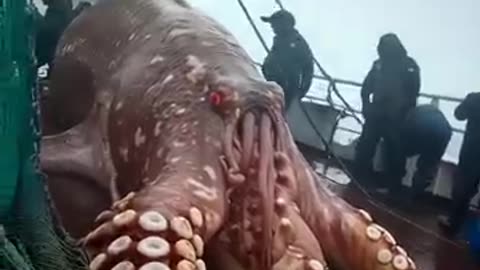 #fishing 🎥 🐙 #giant #octopus