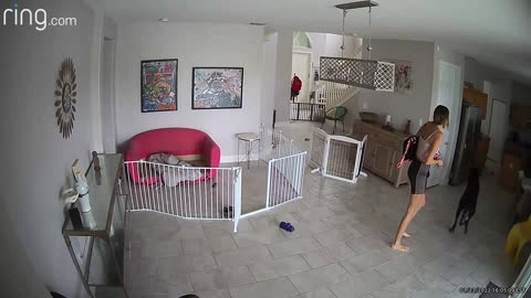 Great Dane Runs into Glass Door Breaking it