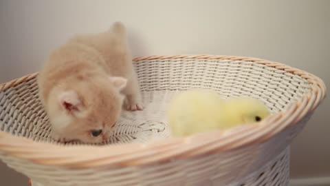 Kitten walking with chicken