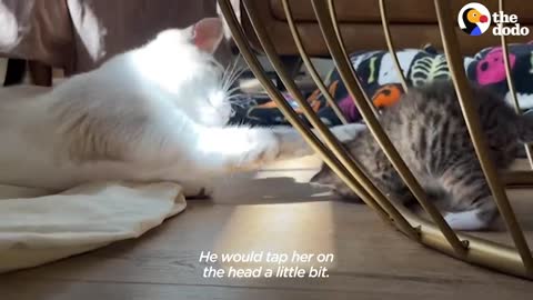 Cat Goes From Total Shock At New Kitten To Carrying Her In His Mouth | The Dodo Cat Crazy