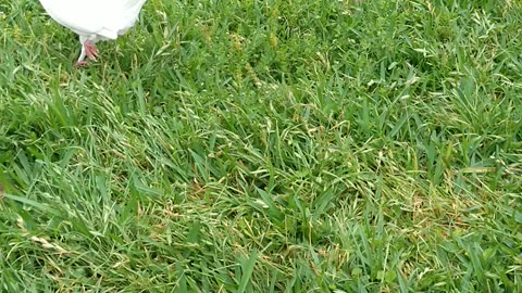 Pigeon walk running at grass with hens