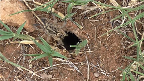 Wolf Spider Gets A Home Clean Out By Ants