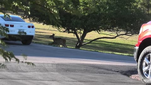 Apple trees and Deer