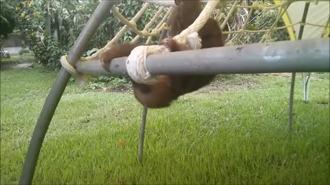 Baby Sloths Being Sloths - FUNNIEST Compilation