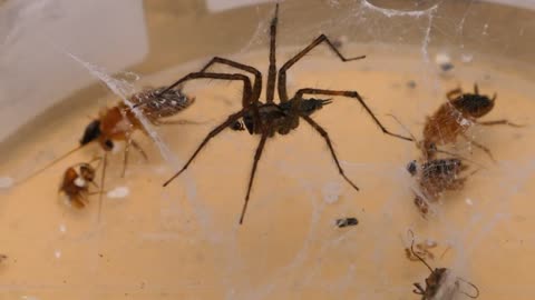 BRUTAL BATTLE OF WOLF SPIDER AND FLOCK OF COCKROACHES [Live feeding!]-16