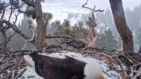 A pair of bald eagles work in shifts to hatch the egs.