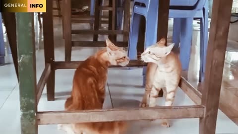 "Claw-some Cat Fights: Hilarious Battles of Feline Fury!"