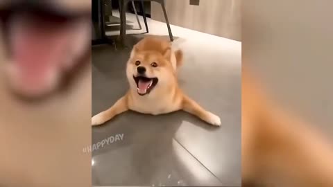 funny dog