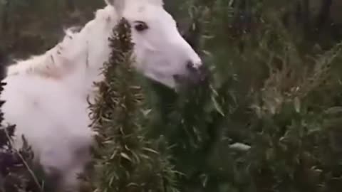 Horse Gets High