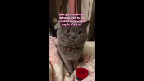 BEST CAT MEMES COMPILATION OF 2022 PART 4