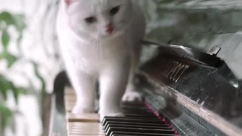 #cat #piano #funny