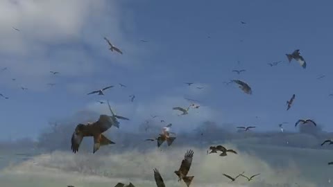 Birds Flying in Slow Motion - Red Kite Bird Extravaganza