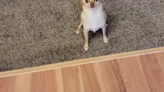 Chihuahua howling