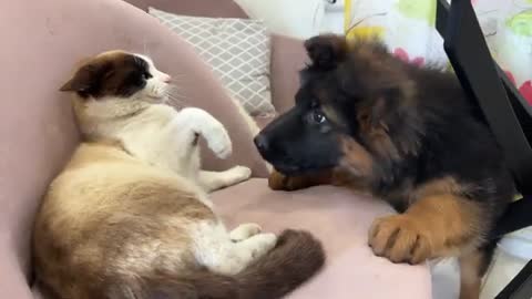 German Shepherd Puppy Demands Attention from Lazy Cat