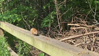 Red-Tailed squirrel and a Cardinal