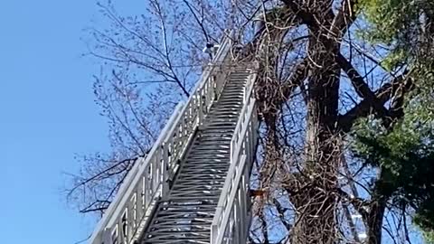 Firefighter Rescues Kitten Stuck in Tree