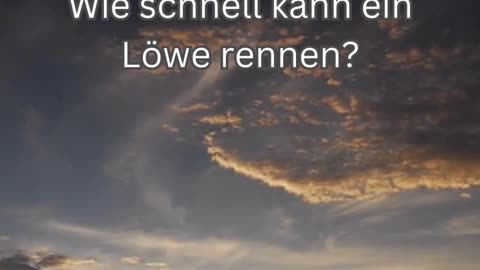 Löwen-Fakt 8 - Wie schnell kann ein Löwe rennen?