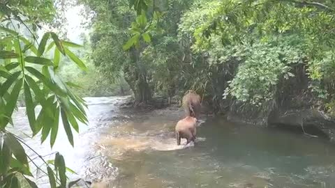 A fascinante ciência dos cães