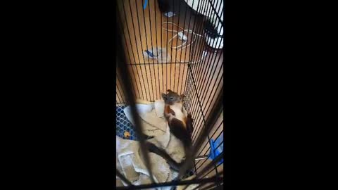 Cute hamster who likes to be lazy in the cage