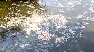 Mortandad de peces en caño El Limón