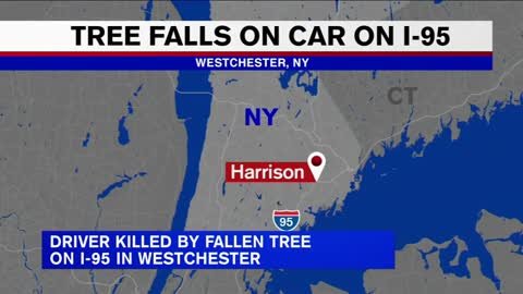 Driver killed when tree falls on car traveling on I-95