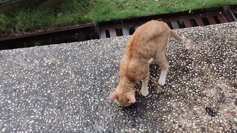 It's raining and a Stray Cat asking for food. Lucky I bring cat food