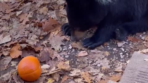 Bear Cub Plays With Pumpkin Beside Door