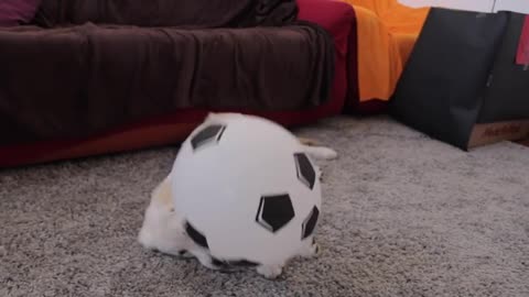 Dog Surprised with Football Balloons Cute Puppy Bailey