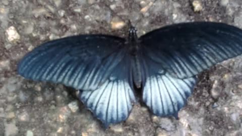 Papilio memnon