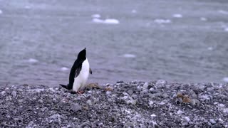 How krill fishery threatens Antarctic wildlife