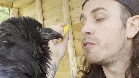 Sharing Mango with Loki the Raven