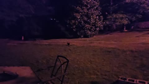 Bunny in the back yard