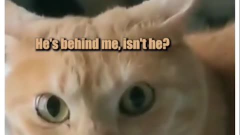 🐈 Darlene Funny video🤣😂